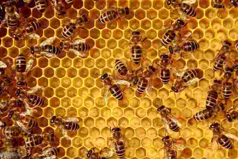 In The Future, Honey May Be Used To Make Computer Chips.